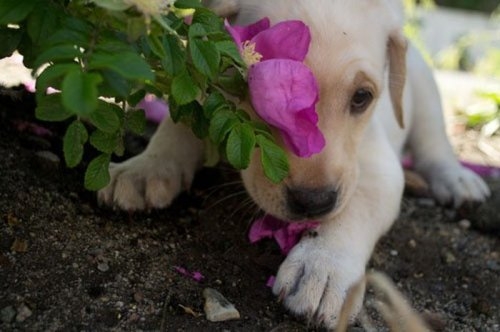ежедневник наблюдателя