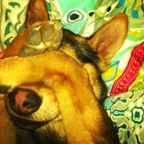 ежедневник наблюдателя