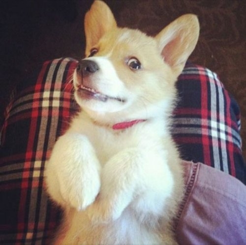 ежедневник наблюдателя