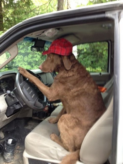 ежедневник наблюдателя