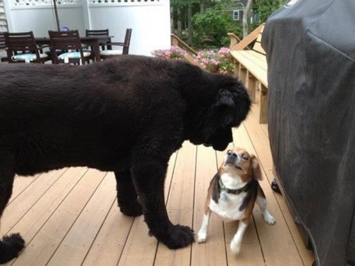 ежедневник наблюдателя