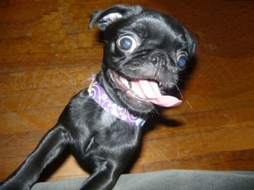 ежедневник наблюдателя