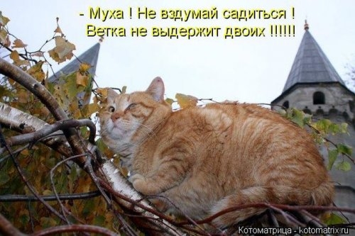 ежедневник наблюдателя