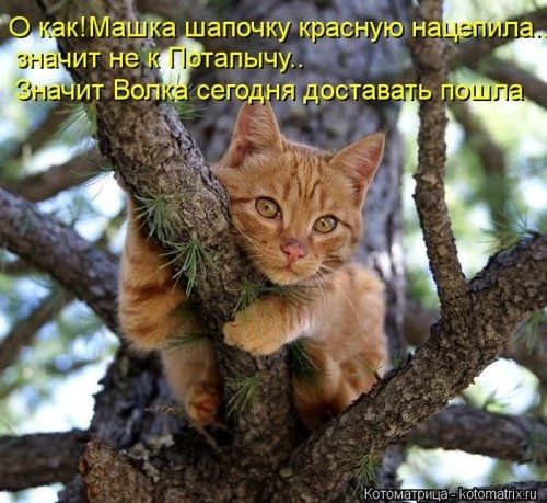 ежедневник наблюдателя