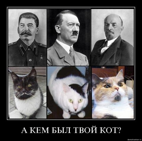 Кем был твой кот.jpg