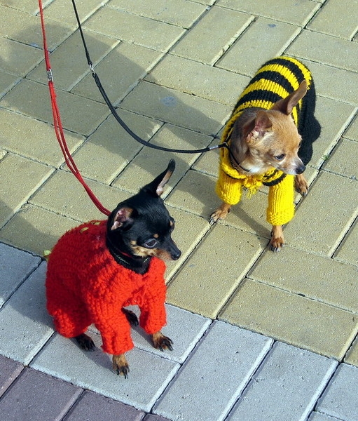 Собачки).jpg